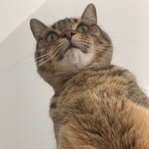 Meet your Posher, Aya